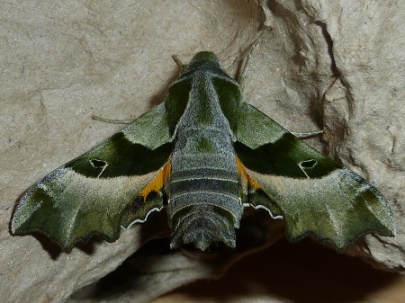 Teunisbloempijlstaart (Proserpinus proserpina)